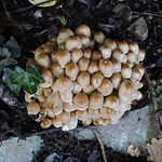 Toadstools