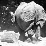Rhinocerotidae