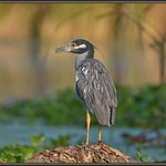 Dreaming of faraway places