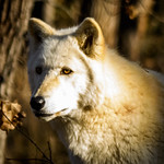Gray Wolf Light