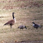 iPhonescoped Richardson's Cackling Geese