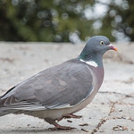 Common Wood Pigeon (Columba palumbus palumbus) nominate-1811.jpg