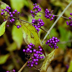 Bushy Park - Callicarpa bodinieri
