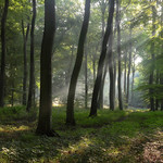 September Morning Woodlands