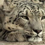 Snow Leopard Dreams