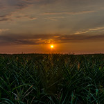 Cornfield Sunset