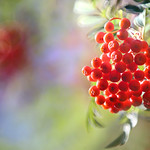 Rowan Berries