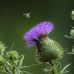 Spear Thistle and the Thief