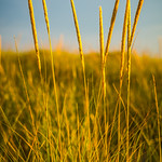 Dune Grass