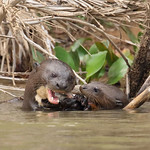 20150920_4925_Pantanal_Loutre geante