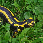 Salamandre