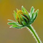 Good Morning ( 早晨好 ）！