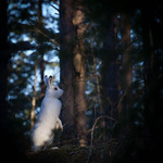 WHERE IS MY SNOW COVER!.jpg