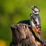 Great Spotted Woodpecker: Dendrocopos major