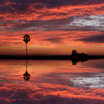 silhouette of a single palm tree and abandoned buildings at light morning sunrise with a blurred reflection in the water