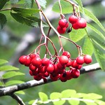 Rowan berries