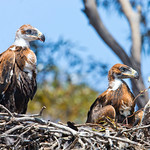 Wedge-tailed Eagle chicks