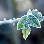 frozen leaves