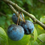 Sloe (Prunus spinosa)