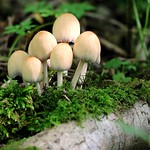 inkcap