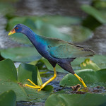 American Purple Gallinule (Porphyrio martinicus)