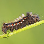 Acronicta rumicis - caterpillar