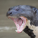 20150907_1225_Pantanal_Loutre geante