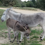 Donkeys