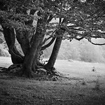 mettere radici ▪ putting down roots