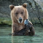 Brown Bear with Pink Salmon