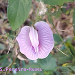 Butterfly Pea, Bejuco de Chivo, San Salvador