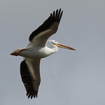 American White Pelican (pelecanus erythrorhynchos)