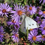 Small White Cabbage Butterfly Feasting On Wild Asters 002 - Pieris Rapae