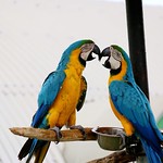 Today let me tell you a story of the Macaw's couple.....