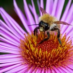Kleine Hummel, fertig zum Abflug - Little Bumblebee, Ready for Takeoff