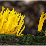 Yellow Staghorn (Calocera Viscosa)