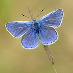 Common Blue Polyommatus icarus