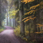 Herbstwald