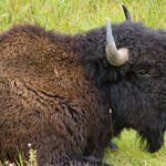 Wood Bison Grumbling