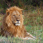 Lion (m) - Panthera leo