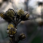 Christmas Eve - "Winter flowers"