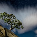 The magic power of a tree.