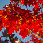 Beautiful rich reds, yellows and greens of autumnal tints of 2015 in Leigh-on-Sea, England