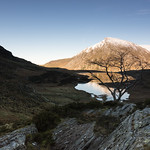 Lone tree overlooking Llyn Ogwen