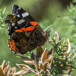 Red Admiral (Vanessa atalanta)