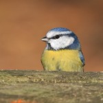 A Half Measure ..............