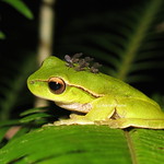 Leaf-green Stream Frog (Litoria phyllochroa)