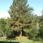 Felling the pine tree 001