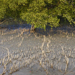 Pneumatophores of mangrove : Glimpses of my trip to Sunderbans, a UNESCO World Heritage Site for halophytic mangrove forest.