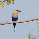 Blue-bellied Roller - Coracias cyanogaster